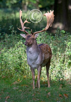 Fallow Deer Buck DM1591